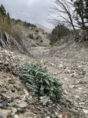 Phacelia argylensis