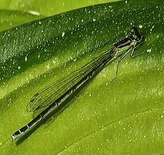 Coenagrion resolutum