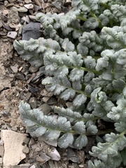Phacelia argylensis