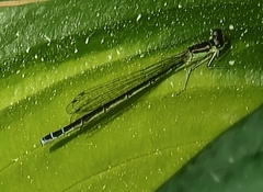 Coenagrion resolutum