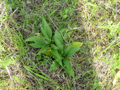 Silphium confertifolium