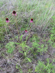 Echinacea simulata