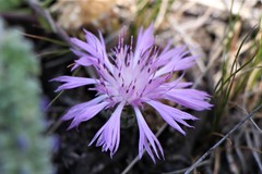 Psephellus marschallianus