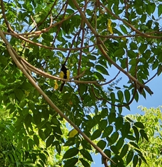 Parus major