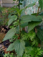 Urtica dioica