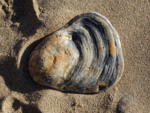 Foto de Ostra europea plana (Ostrea edulis)
