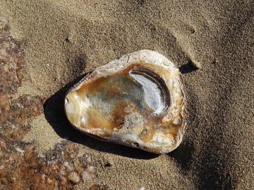 Foto de Ostra europea plana (Ostrea edulis)