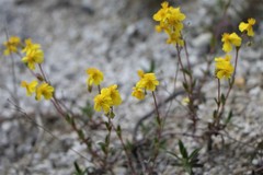 Helianthemum oelandicum
