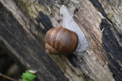 Helix pomatia