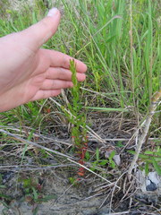 Lythrum alatum lanceolatum
