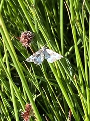 Xanthorhoe montanata