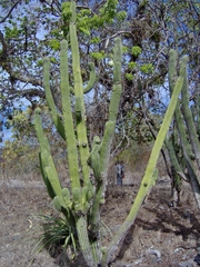 Cephalocereus scoparius