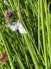 Xanthorhoe montanata