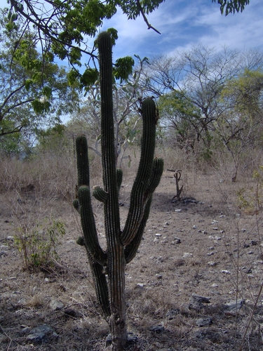 Cephalocereus scoparius, photograph 3