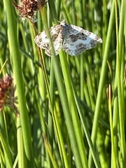 Xanthorhoe montanata