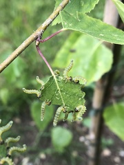 Pristiphora testacea