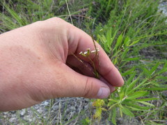 Trepocarpus aethusae