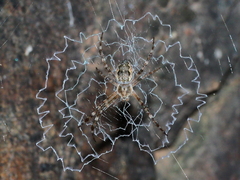 Argiope mascordi