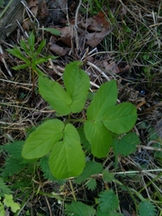 Aegopodium podagraria