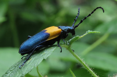 Desmocerus palliatus