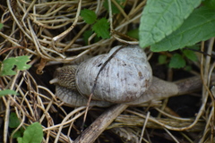 Helix pomatia
