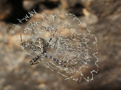 Argiope mascordi
