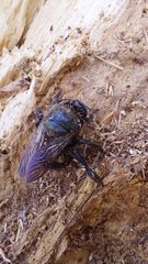 Xylocopa ciliata