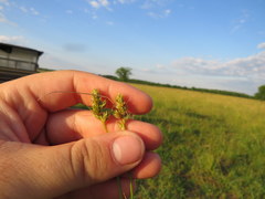 Carex austrina