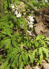 Corydalis cava cava