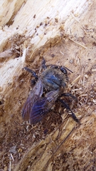 Xylocopa ciliata