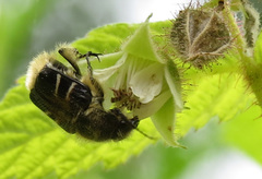 Trichiotinus assimilis