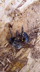 Xylocopa ciliata