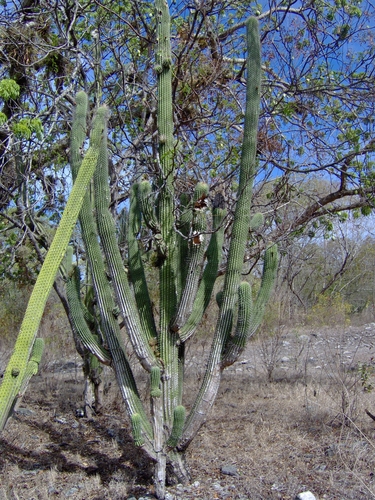 Cephalocereus scoparius, photograph 2