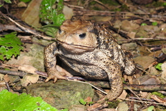 Bufo gargarizans