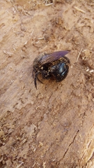 Xylocopa ciliata
