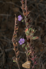 Phacelia vallicola