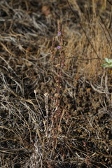 Phacelia vallicola
