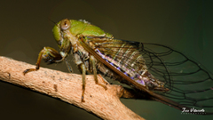 Cicadettinae