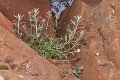 Artemisia ruthiae