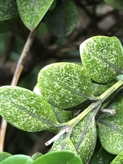 Eurytetranychus buxi