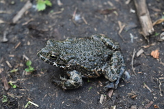 Bufotes viridis viridis