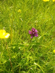 Dactylorhiza purpurella