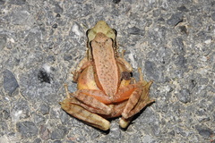 Amolops chunganensis