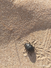 Erodius siculus