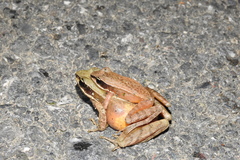 Amolops chunganensis