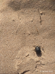 Erodius siculus
