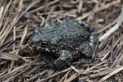 Bufotes viridis viridis