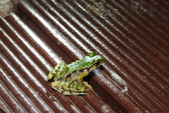 Odorrana margaretae