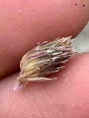 Townsendia hookeri