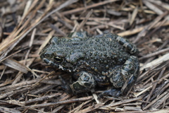 Bufotes viridis viridis